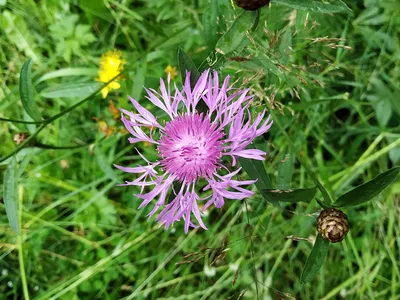 Василёк луговой (Centaurea jacea). Цветок крупно Stock Photo | Adobe Stock