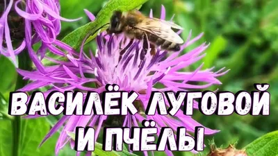 Василек луговой | Пикабу