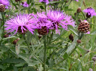 Василек луговой (Centaurea jacea)