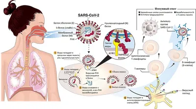 Аденовирусная инфекция: что это такое, симптомы и лечение, инкубационный  период аденовируса, сколько длится