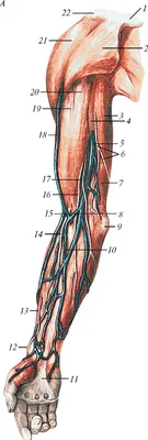 ЭНЦИКЛОПЕДИЯ МЕДИЦИНЫ * АНАТОМИЧЕСКИМ АТЛАС * Вены верхних конечностей *  Венепункция - Тело человека №47, страница 16