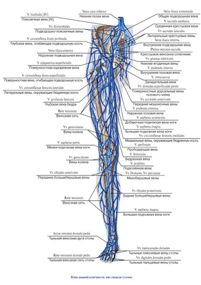 Вены нижней конечности - описание, заказать | Гэотар-мед