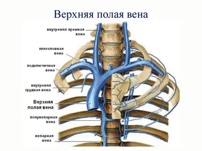 Анатомия для студентов медицинских ВУЗов (часть 4: Вены) | Good doctor |  Дзен