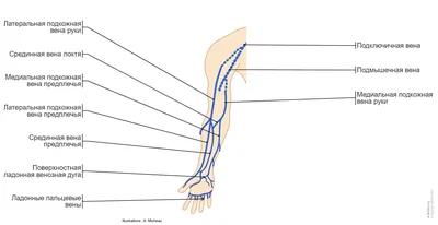 Вены верхней конечности разделяются на поверхностные и глубокие.  Поверхностные вены, о которых мы поговорим сегодня, анастомозируя между  собой, образуют... | By Vascular access | Facebook