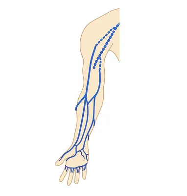 Поверхностные вены верхней конечности - e-Anatomy - IMAIOS