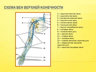 Артерия — Википедия