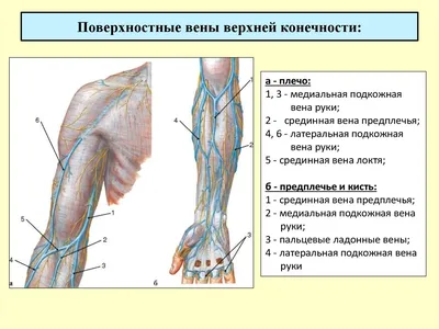 Ку 1нозные Вены Верхней Конечности — стоковая векторная графика и другие  изображения на тему XIX век - XIX век, Анатомия, Антиквариат - iStock