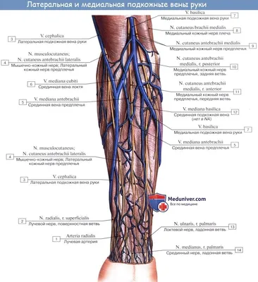 Анатомия верхней конечности | e-Anatomy