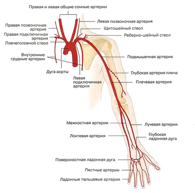 Вены верхней конечности