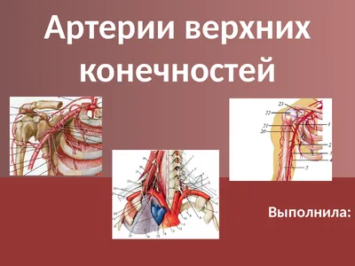 Вены верхней конечности - e-Anatomy - IMAIOS