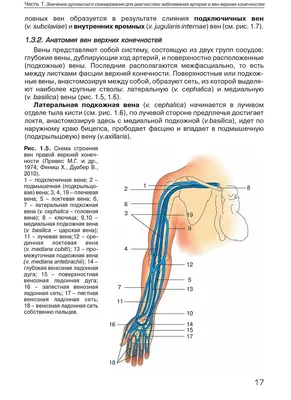 УЗИ сосудов верхних конечностей (практическое занятие). Анатомия сосудов  верхних конечностей. Лекция для врачей