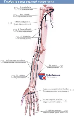 Схемы артерий и вен в картинках – kara-alat