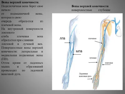 Артерии верхних конечностей | Презентации Анатомия | Docsity