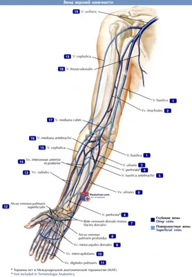Анатомия: Вены верхней конечности. Поверхностные (подкожные) и глубокие вены  руки | Анатомия, Мини тренировки, Учащиеся медучилища