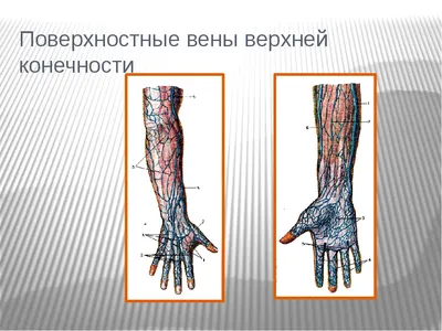 Верхняя топография вен конечности Иллюстрация штока - иллюстрации  насчитывающей лимб, топография: 204974764