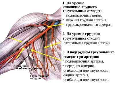 Верхняя и нижняя полые вены, их отделы - online presentation