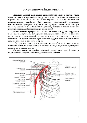 Кровеносные сосуды верхних конечностей | Анатомия и физиология человека |  ВКонтакте