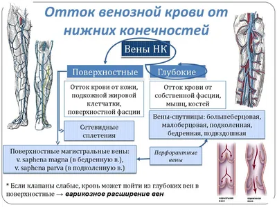 Вены верхних конечностей | Схемы Морфология (в биологии) | Docsity