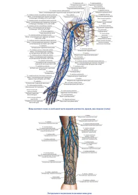 Вены верхней конечности - по атласу анатомии