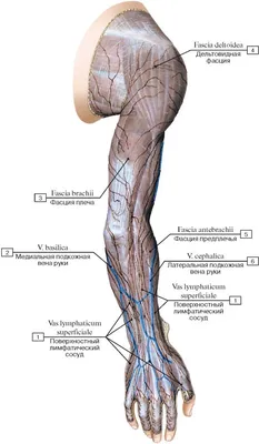 Анатомия верхней конечности | e-Anatomy