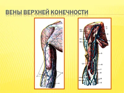 Артерии и вены верхней конечности - презентация, доклад, проект