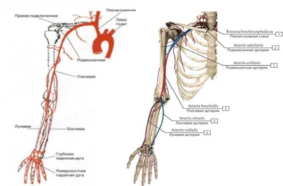 Сосуды конечностей и туловища | Схемы Анатомия | Docsity