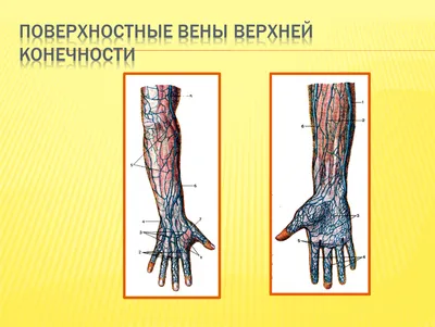 Анатомия для студентов медицинских ВУЗов (часть 4: Вены) | Good doctor |  Дзен