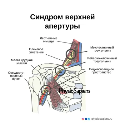 Процесс кровообращения. Вены большого круга кровообращения.