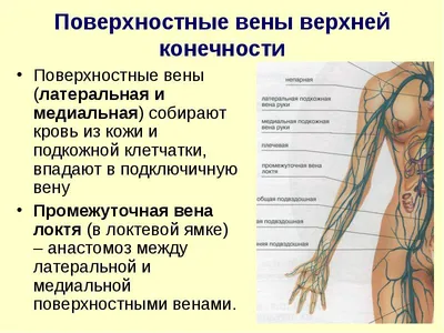 Верхняя Полая Вена - Как выучить за 1 минуту! - YouTube