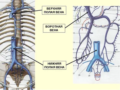 Анатомия лимфатической системы верхней конечности