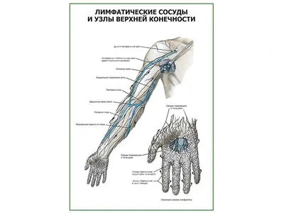 Анатомия верхней конечности | e-Anatomy