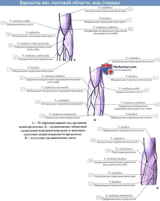 ВЕНЫ ВЕРХНЕЙ КОНЕЧНОСТИ - YouTube
