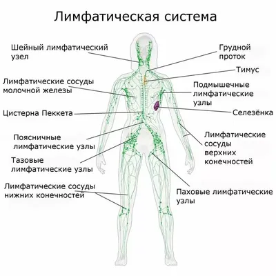 Анатомия для студентов медицинских ВУЗов (часть 4: Вены) | Good doctor |  Дзен