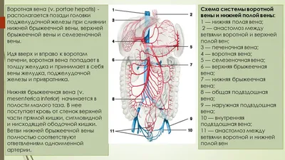 Артерии и вены верхней конечности