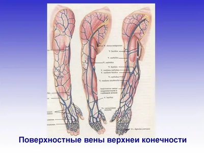 Лимфатические сосуды и узлы верхней конечности плакат глянцевый А1/А2 ›  Купить оптом и в розницу › Цена от завода