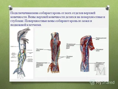 Презентация по анатомии и физиологии человека на тему \"Система Нижней Полой  Вены\"