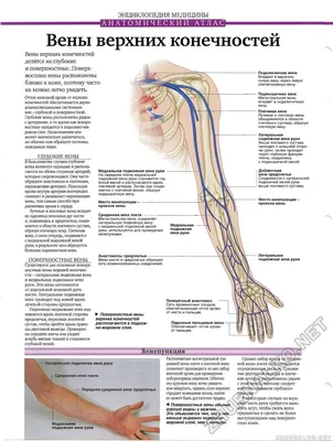 Анатомия для студентов медицинских ВУЗов (часть 4: Вены) | Good doctor |  Дзен