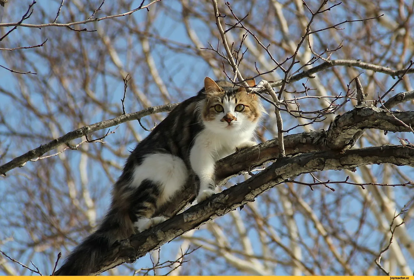 Март кошки картинки смешные. Весенние коты. Кошки весной. Кот ранней весной.