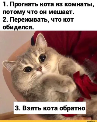 котэ (прикольные картинки с кошками) / смешные картинки и другие приколы:  комиксы, гиф анимация, видео, лучший интеллектуальный юмор.