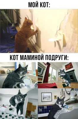 Коты греют зимой трубы, чтобы людям в квартирах было тепло. КОТельня! /  Приколы для даунов :: коты греют трубы чтобы людям было тепло :: котэ (прикольные  картинки с кошками) :: разное /