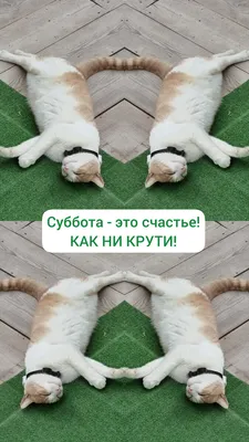 котэ (прикольные картинки с кошками) / смешные картинки и другие приколы:  комиксы, гиф анимация, видео, лучший интеллектуальный юмор.