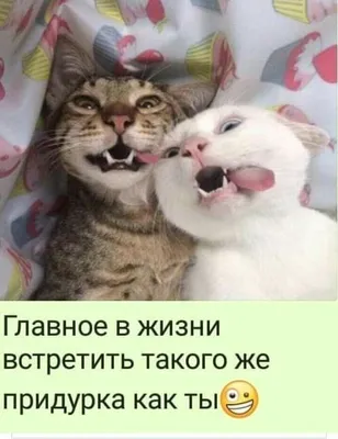 кот (прикольные картинки с кошками) / смешные картинки и другие приколы:  комиксы, гиф анимация, видео, лучший интеллектуальный юмор.