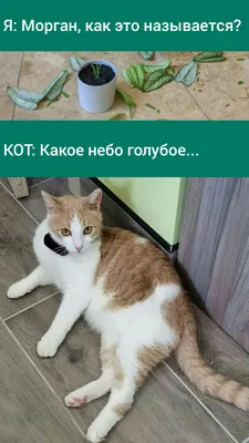 Видео мемы с котами｜Пошук у TikTok