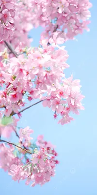 Вертикальная версия розовой вишни весенние обои для телефона Фон И картинка  для бесплатной загрузки - Pngtree