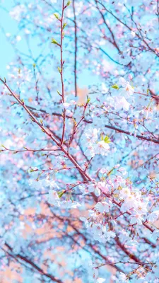 Природа весна на телефон- красивые заставки (106 ФОТО)