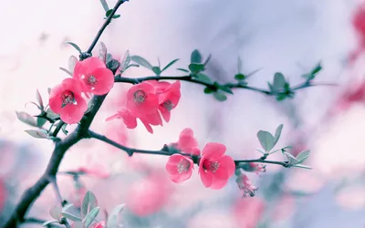 Обои на телефон цветок, цветение, весна, ветка, лепестки - скачать  бесплатно в высоком качестве из категории \"Цветы\"
