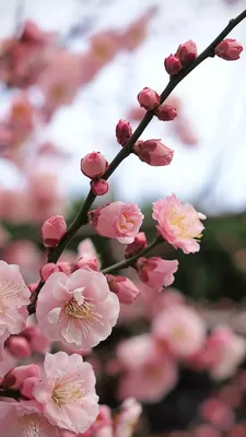 Телефон обоев моды эстетический. Розовые цветы. Весной, летом флюиды  расцветает Стоковое Фото - изображение насчитывающей природа, лилово:  188328960