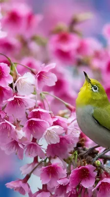 Обои весна, цветок, синий, лепесток, растение на телефон Android, 1080x1920  картинки и фото бесплатно