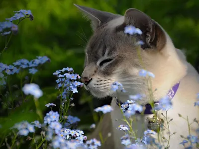 Весна пришла — коты прилетели!