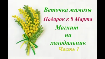 Веточка мимозы картинка обои